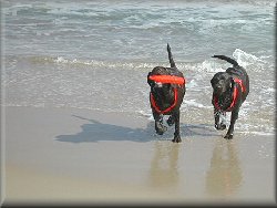 puppies