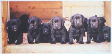 lined up