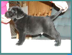 Labrador Puppies