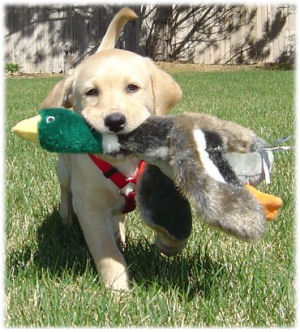 Labradors