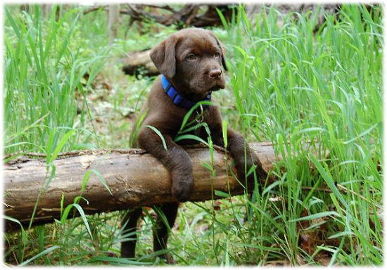 PUPS