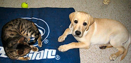 labrador puppies